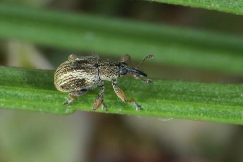 Exapion fuscirostre